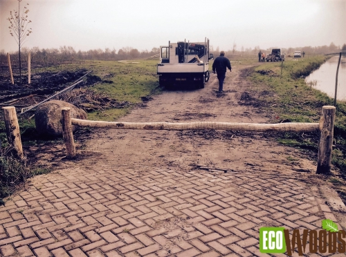Robinia bosslagboom Friesland 2 Robinia bosslagboom Friesland 2