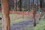 Gekloofde eiken afrasteringpalen - Afbeelding 4